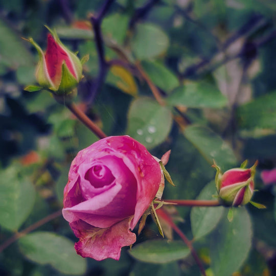 Tangled Rose Candle